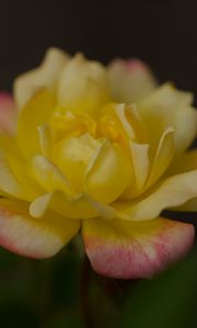Preview wallpaper rose, petals, flower, macro, yellow