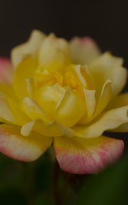 Preview wallpaper rose, petals, flower, macro, yellow