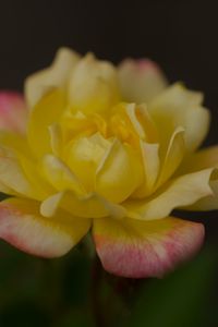Preview wallpaper rose, petals, flower, macro, yellow