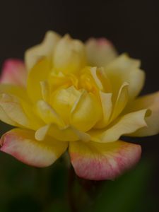 Preview wallpaper rose, petals, flower, macro, yellow