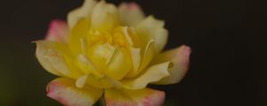 Preview wallpaper rose, petals, flower, macro, yellow