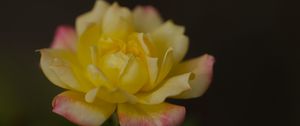 Preview wallpaper rose, petals, flower, macro, yellow