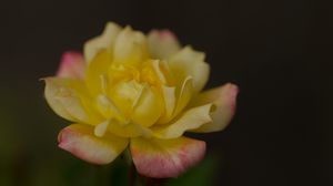 Preview wallpaper rose, petals, flower, macro, yellow