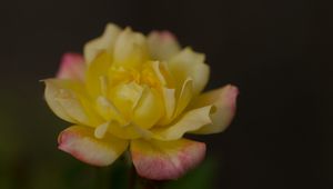 Preview wallpaper rose, petals, flower, macro, yellow
