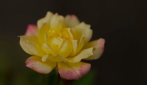 Preview wallpaper rose, petals, flower, macro, yellow