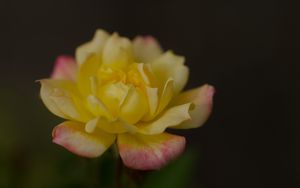 Preview wallpaper rose, petals, flower, macro, yellow