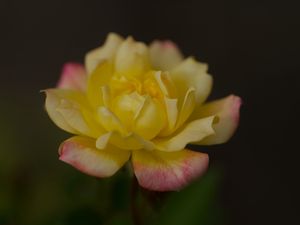 Preview wallpaper rose, petals, flower, macro, yellow