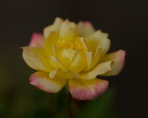 Preview wallpaper rose, petals, flower, macro, yellow