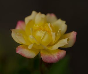 Preview wallpaper rose, petals, flower, macro, yellow