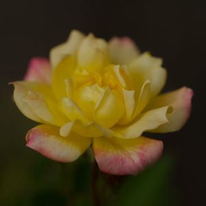 Preview wallpaper rose, petals, flower, macro, yellow