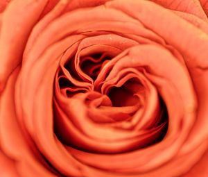 Preview wallpaper rose, petals, flower, macro