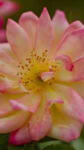 Preview wallpaper rose, petals, flower, blur, macro