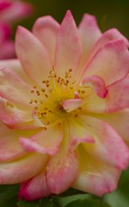 Preview wallpaper rose, petals, flower, blur, macro