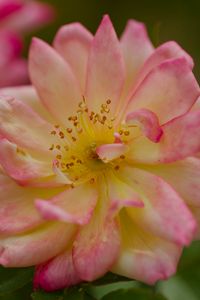 Preview wallpaper rose, petals, flower, blur, macro