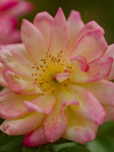 Preview wallpaper rose, petals, flower, blur, macro