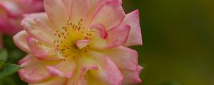 Preview wallpaper rose, petals, flower, blur, macro