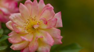 Preview wallpaper rose, petals, flower, blur, macro