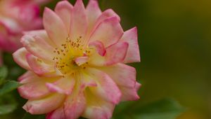 Preview wallpaper rose, petals, flower, blur, macro