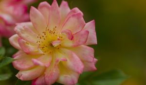 Preview wallpaper rose, petals, flower, blur, macro