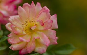 Preview wallpaper rose, petals, flower, blur, macro