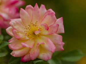 Preview wallpaper rose, petals, flower, blur, macro