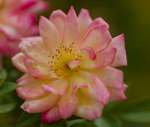 Preview wallpaper rose, petals, flower, blur, macro