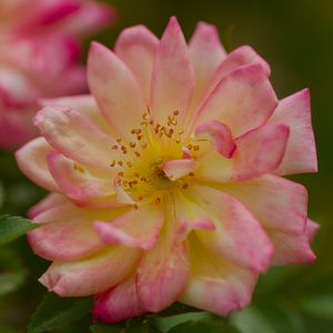 Preview wallpaper rose, petals, flower, blur, macro