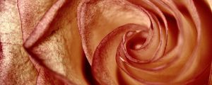 Preview wallpaper rose, petals, flower, swirling