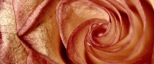 Preview wallpaper rose, petals, flower, swirling