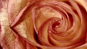 Preview wallpaper rose, petals, flower, swirling