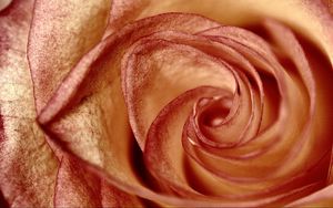 Preview wallpaper rose, petals, flower, swirling