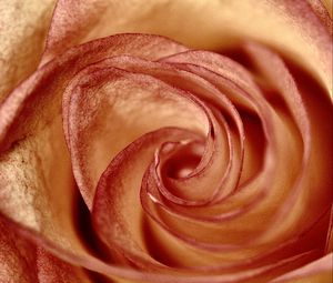 Preview wallpaper rose, petals, flower, swirling