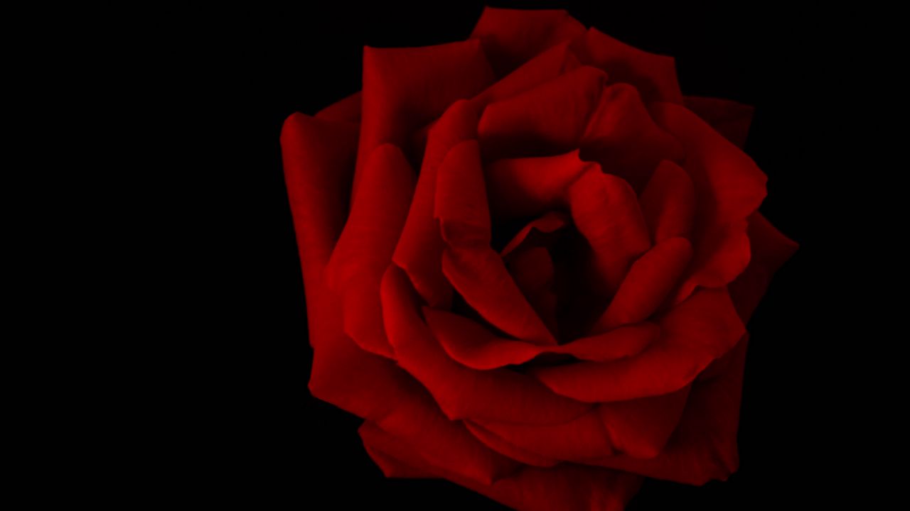 Wallpaper rose, petals, flower, red, macro