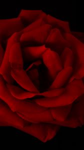 Preview wallpaper rose, petals, flower, red, macro