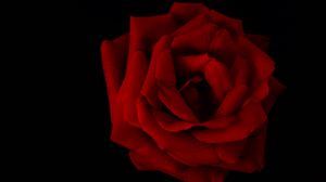 Preview wallpaper rose, petals, flower, red, macro