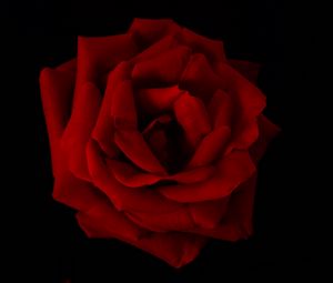 Preview wallpaper rose, petals, flower, red, macro