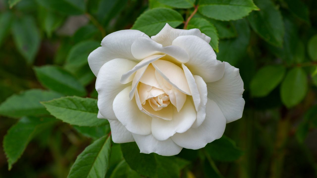 Wallpaper rose, petals, flower, macro, white