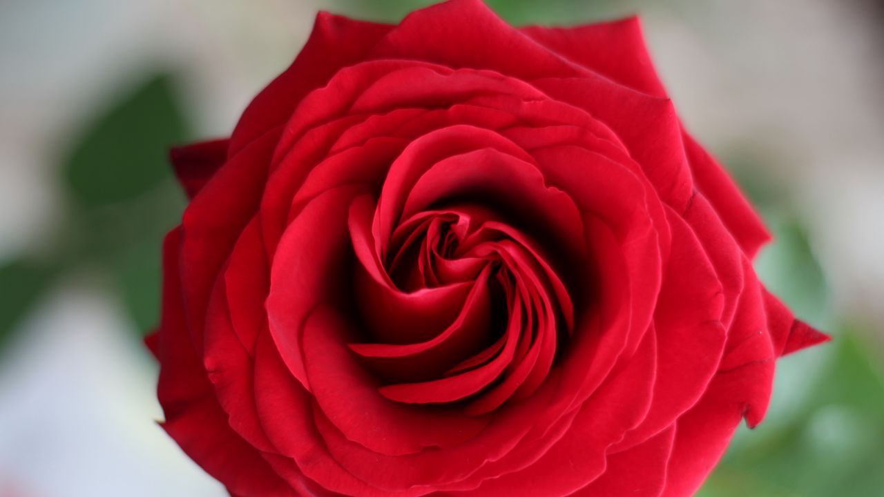 Wallpaper rose, petals, flower, macro, red