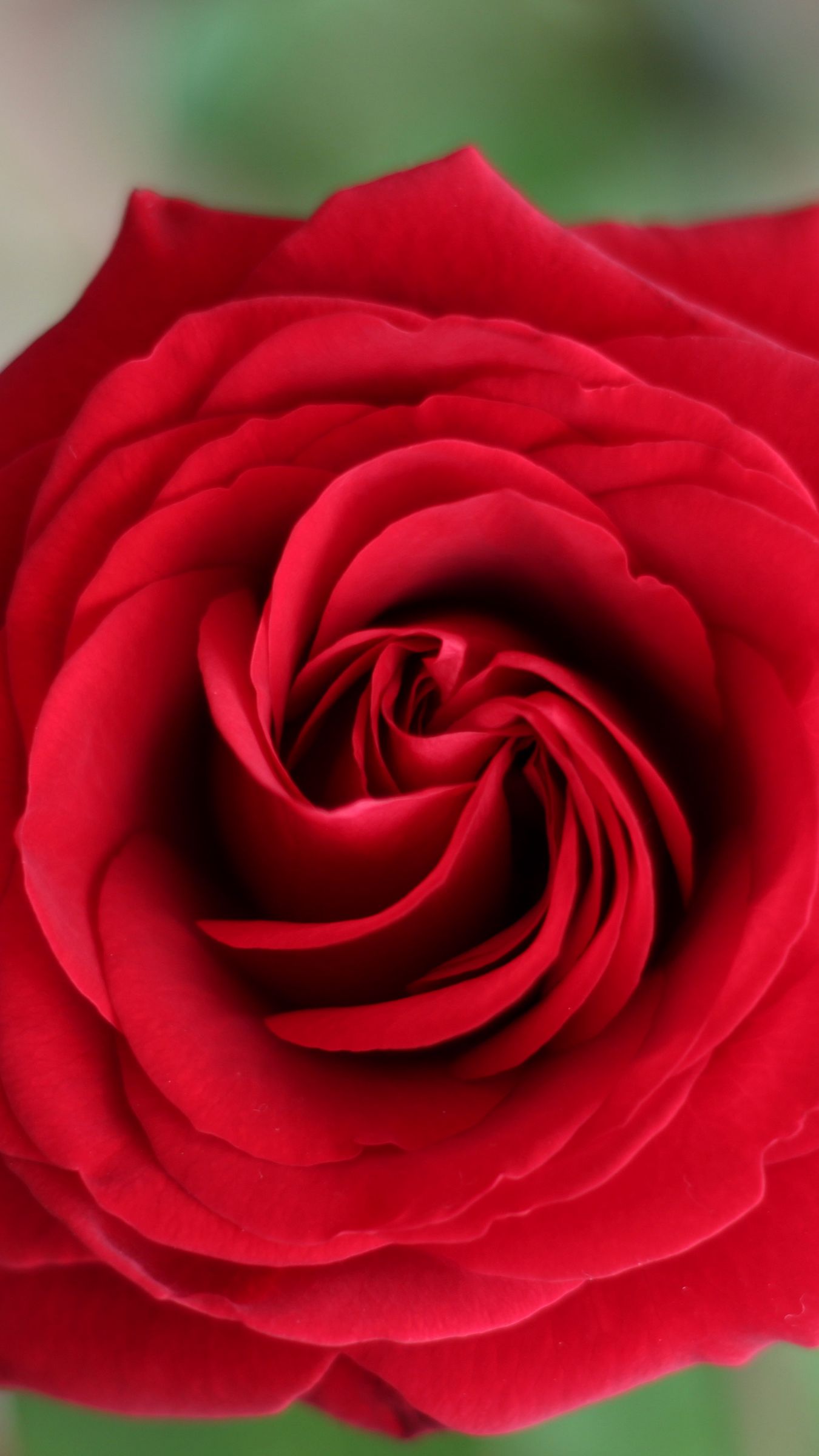 Download wallpaper 1350x2400 rose, petals, flower, macro, red iphone 8 ...