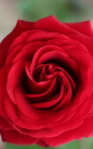 Preview wallpaper rose, petals, flower, macro, red