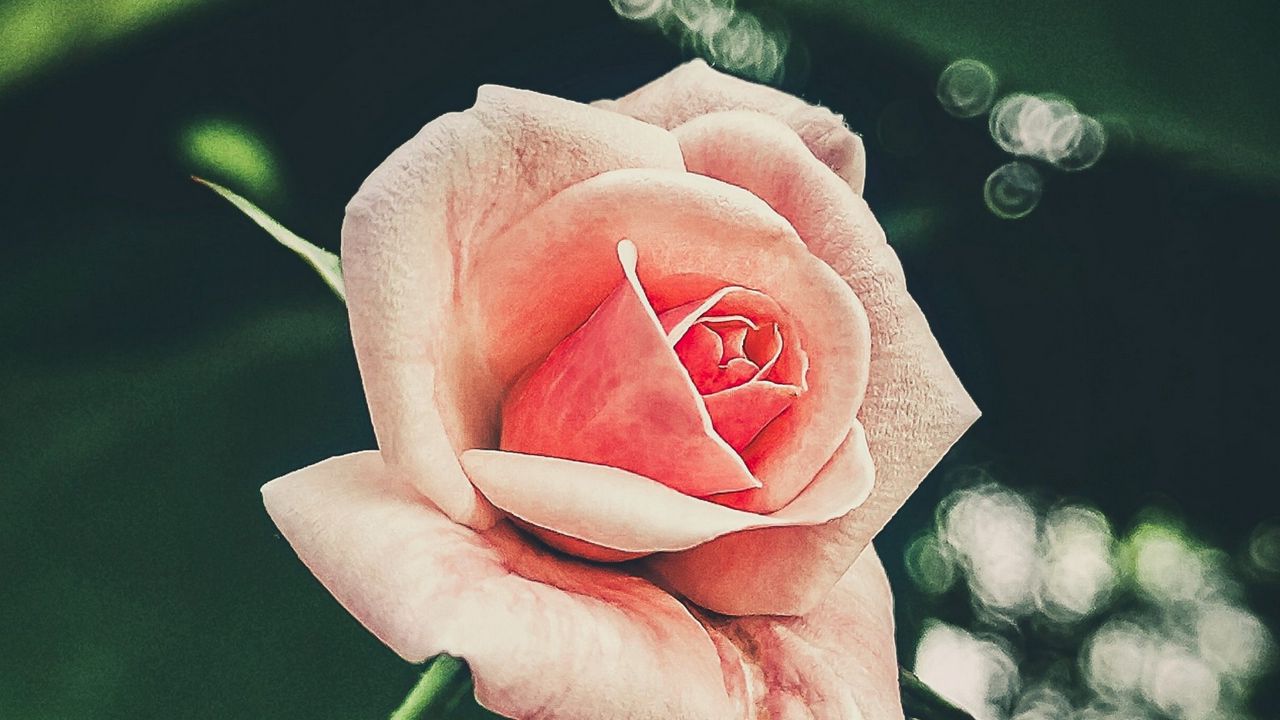 Wallpaper rose, petals, flower, pink