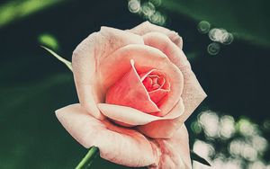 Preview wallpaper rose, petals, flower, pink