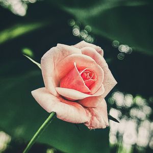 Preview wallpaper rose, petals, flower, pink