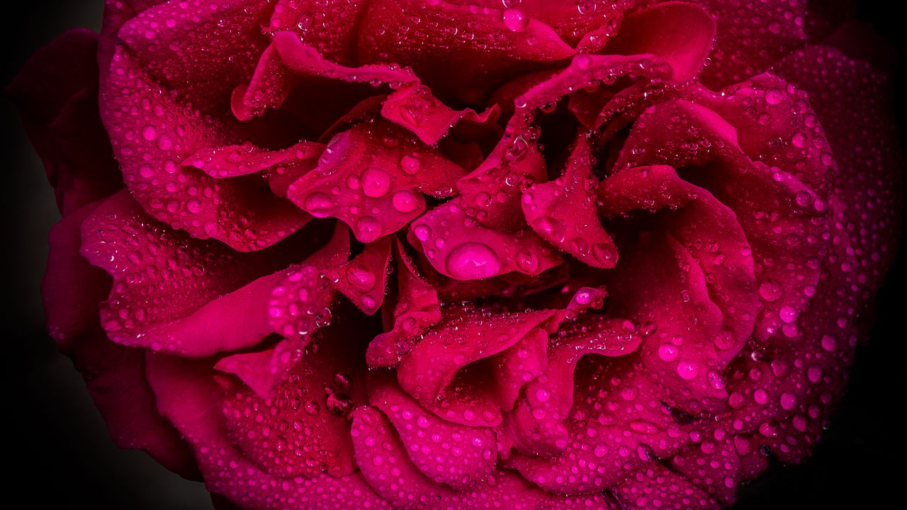 Wallpaper rose, petals, flower, drops, macro, pink