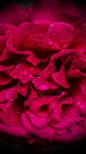 Preview wallpaper rose, petals, flower, drops, macro, pink