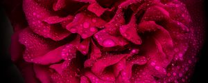 Preview wallpaper rose, petals, flower, drops, macro, pink