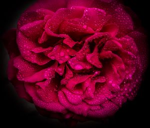 Preview wallpaper rose, petals, flower, drops, macro, pink