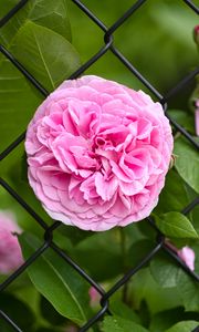 Preview wallpaper rose, petals, flower, leaves, lattice