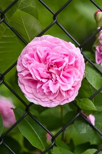 Preview wallpaper rose, petals, flower, leaves, lattice