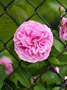 Preview wallpaper rose, petals, flower, leaves, lattice